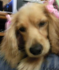 sofi